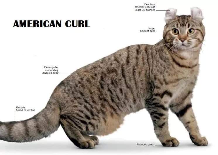 [ JomKitaKongsi ] - 75 Jenis Kucing Yang Korang Kena Tahu Selain Si King Oyen !!!   #JomKita.Comelnya Semua!!! 