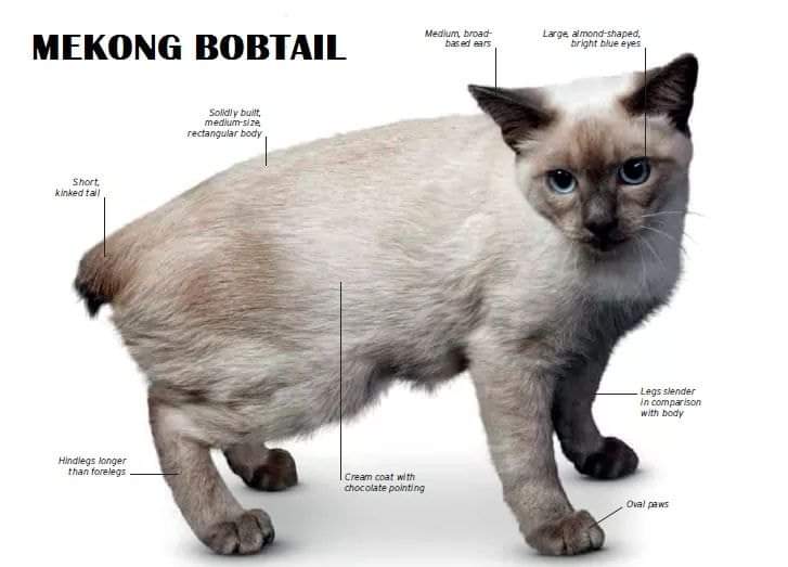 [ JomKitaKongsi ] - 75 Jenis Kucing Yang Korang Kena Tahu Selain Si King Oyen !!!   #JomKita.Comelnya Semua!!! 