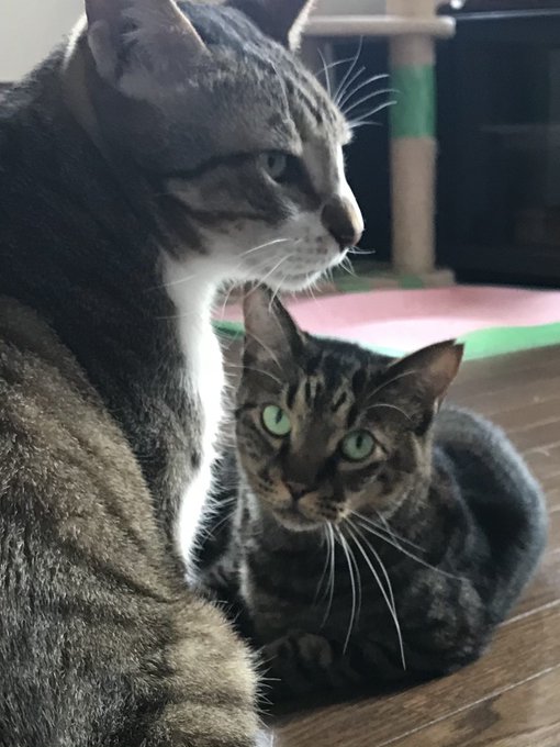 動物虐待は許さないのtwitterイラスト検索結果