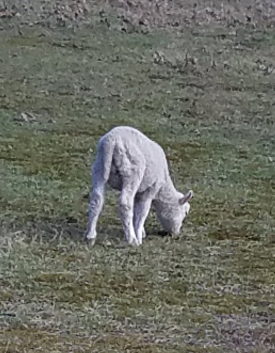 JeffJWarwick's tweet photo. @DirkSchwenk @HouseDemocrats #Baaaaaah https://t.co/RBrbazlZzu