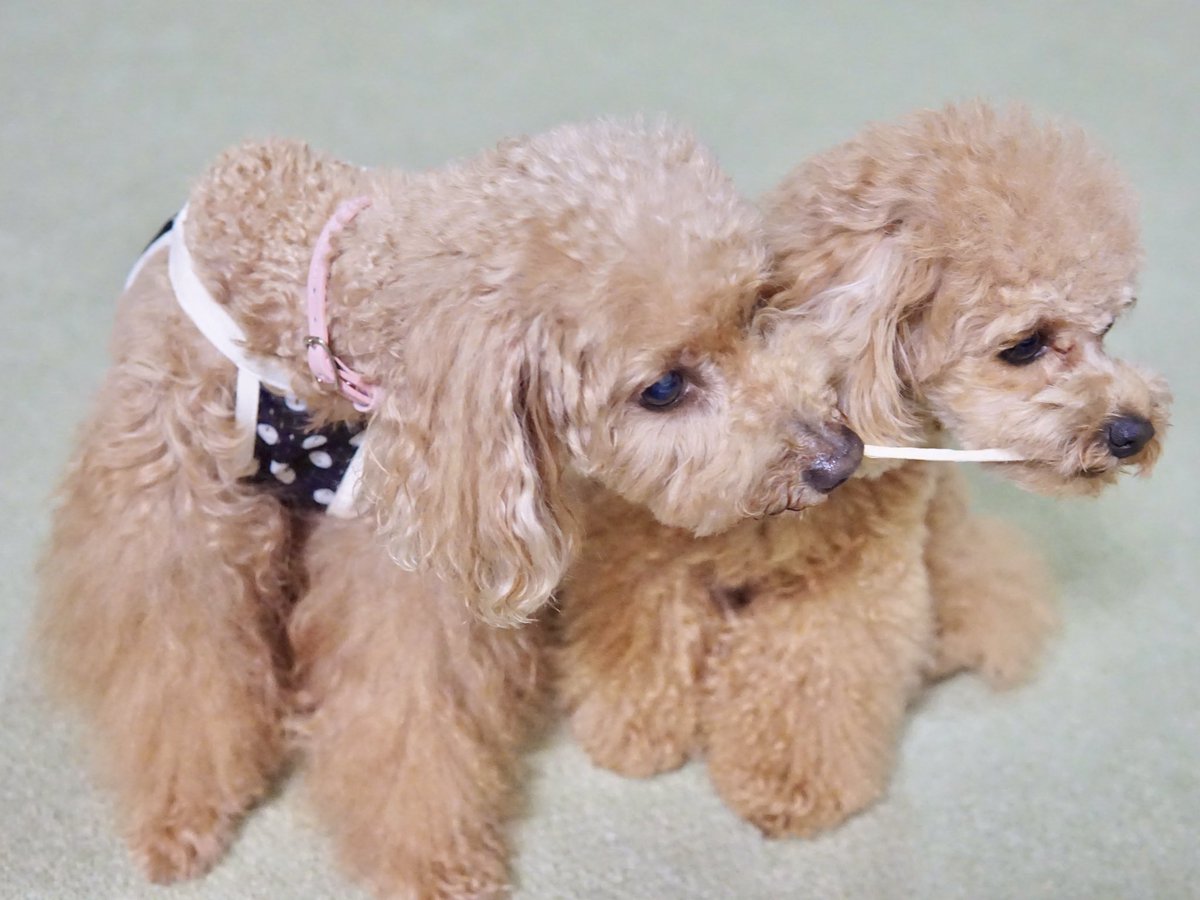 canon20marzo's tweet photo. @healthy_hope__ 妹が大好きなかのんと、お姉ちゃんが大好きなのんのん。仲良く一緒におやつtime。
#ヘルシープフォトコンテスト
#最高のステイホーム #ヘルシープ #healthype #トイプードル #かのん #のんのん https://t.co/3QvaDA0dl8