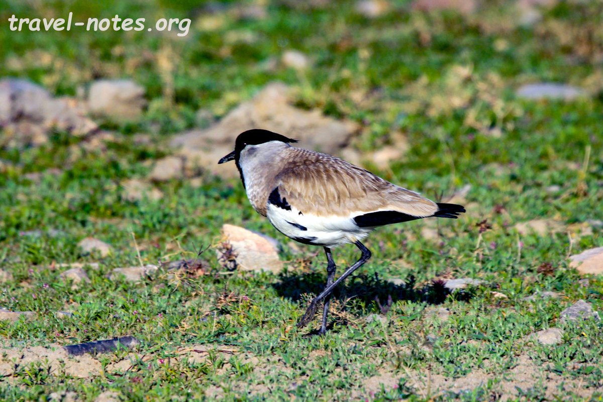 rman348's tweet photo. #RiverLapwing #Corbett #NationalPark #Uttarakhand #India 

https://t.co/PVF3hkYPDN
#Nature #Birding #Safari #Wildlife #UttarakhandTourism #IncredibleIndia #Travel #Photography #TravelPhotography #TravelBlogger #Tourism #CanonPhotography #lp @UTDBofficial https://t.co/jCX132coVf