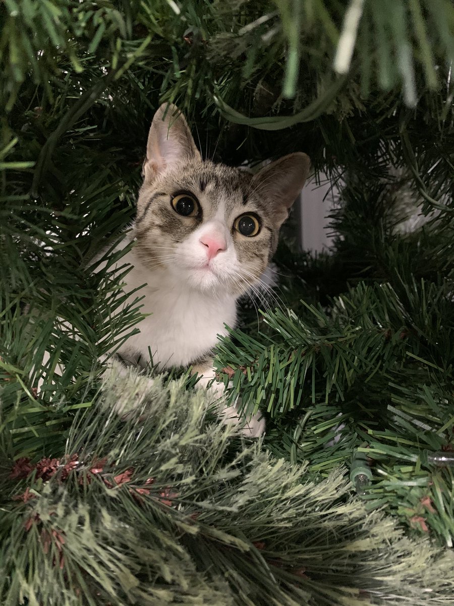 elchicanomarine's tweet image. Cat owners, how the heck do I keep this brat off the Christmas tree?