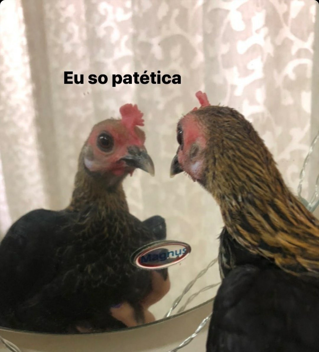 Eu todo dia