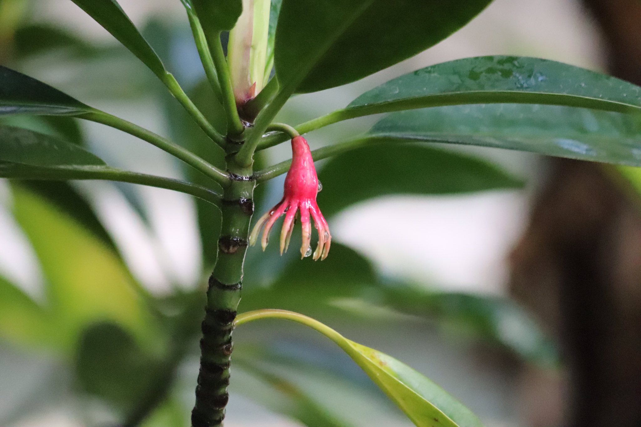 咲くやこの花館 熱帯雨林 室では マングローブを形成する代表的な植物 オヒルギ が開花中です タコ足のような赤色の萼 ガク の中に小さな花を咲かせます 子育てをする植物といわれており 萼の中で育った果実は木についたまま根を伸ばしていきます 咲くやこの花館 熱帯雨林 室では マングローブを形成する代表的な植物 オヒルギ が開花中です タコ足のような赤色の萼 ガク の中に小さな花を咲かせます 子育てをする植物といわれており 萼の中で育った果実は木についたまま根を伸ばしていきます