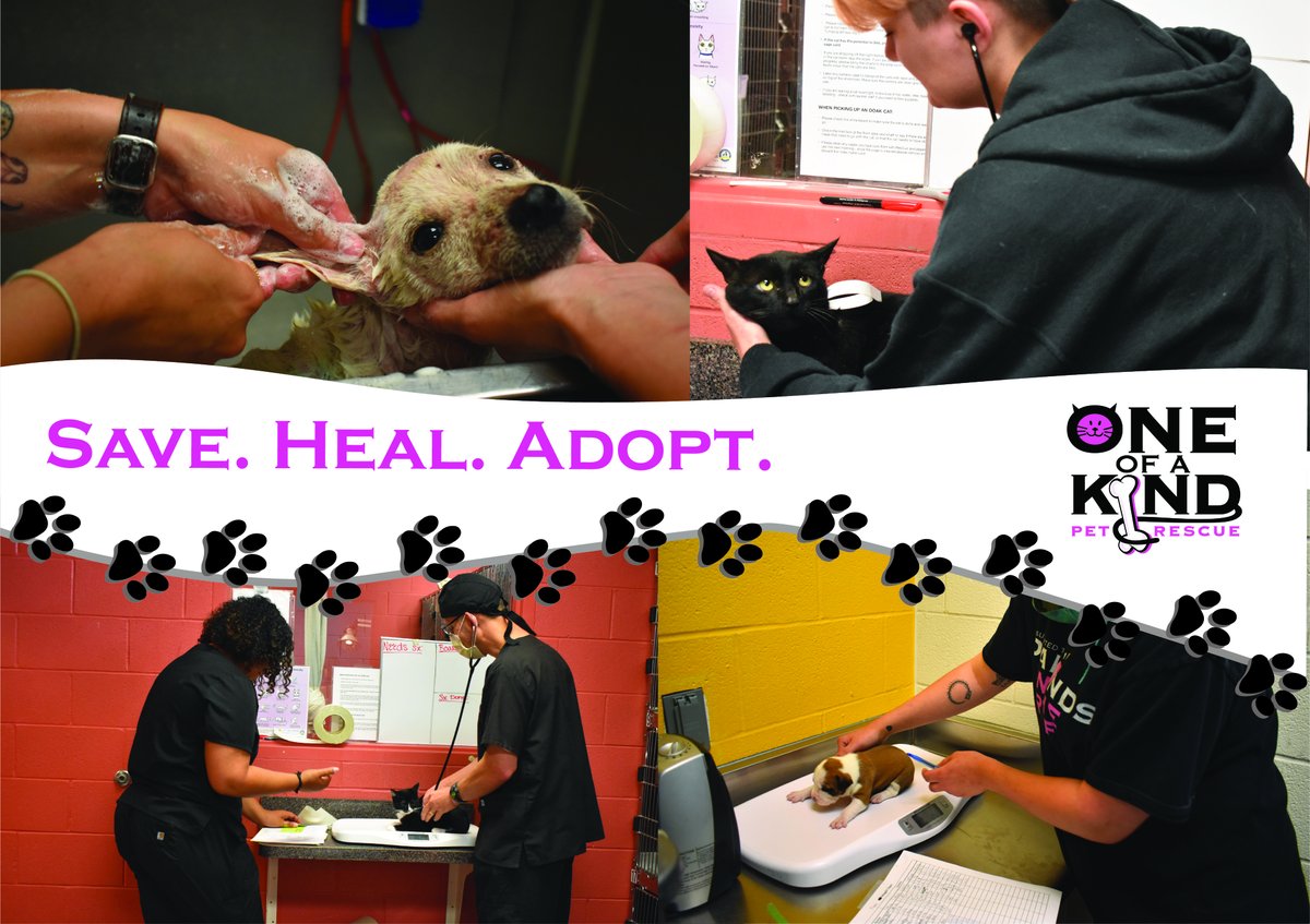 Special thanks today to our wonderful Vet Techs!! We appreciate you!!  #adoptdontshop #savehealadopt