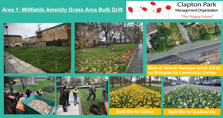 AndrewKauffma20's tweet photo. After #consultation last week great to get out with @ClaptonParkMO and partners #Lubbelisse to #MachinePlant bulb drifts on #MillfieldEstate Hackney with #CommunityBulbPlant events with newly established #CPMOGrowers next Thursday @idverdeUK #CreativeMaintenance https://t.co/AiOqG4Yqfx