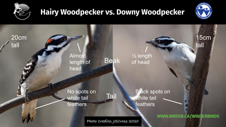 1/6: Are you ready for an avian look-a-likes thread? These side by side comparisons can help you brush up your birding skills. First up: Hairy vs Downy Woodpecker. (Photos by  @7StellarJays). Males of both species have red spots on the back of the head.  #WinterBirdsWRDSB