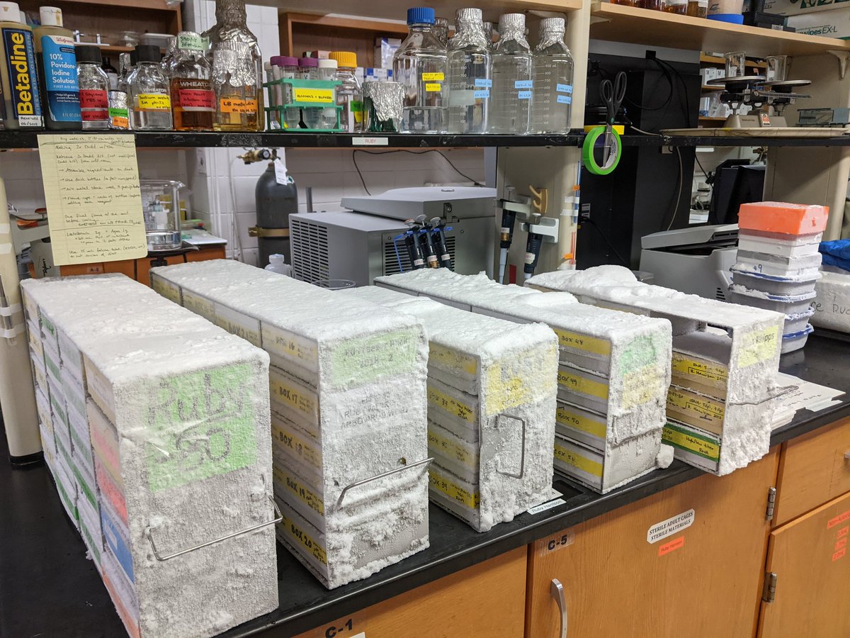 RubyHar70376283's tweet photo. Had to cull a lot of samples today, I was hogging all the room in the -80C and used up every freezer box we had! https://t.co/27BxilTqL5