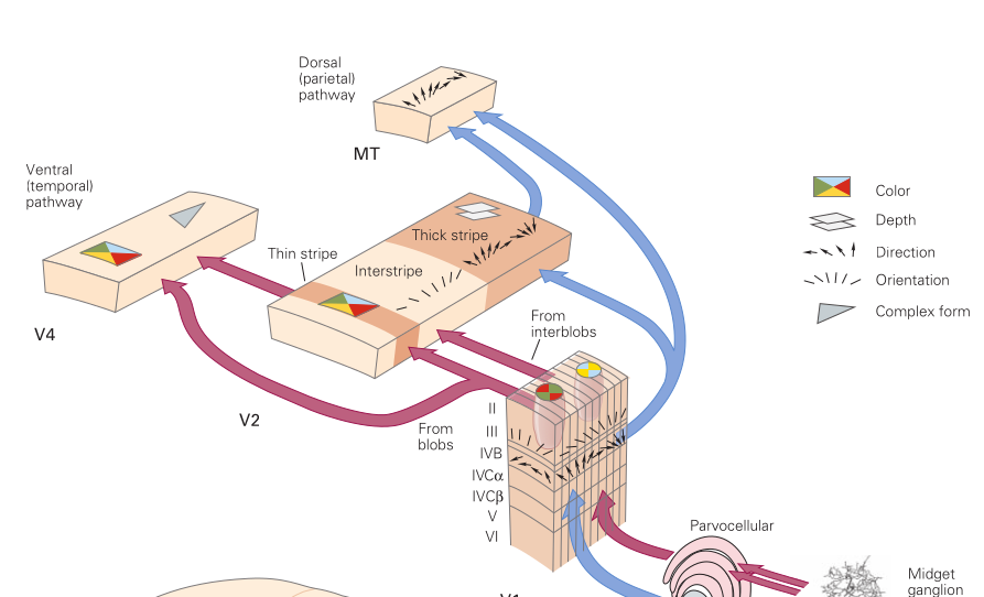 FactsRude's tweet photo. Deep artificial neural networks are inspired by the architecture of the brain's neocortex, but hidden layers of AI aren't the equivalent of cortical layers.

Rather, they are analogous to what we call "areas" in neuroscience. https://t.co/xv5ozzg1Ro