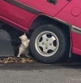 Cat Pushing a Car