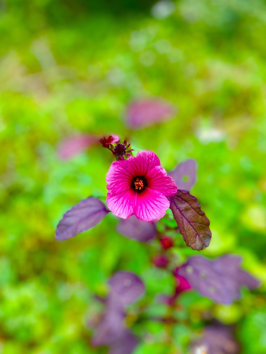 #alltheprettyflowers - Surviving the frost and prettier for it.