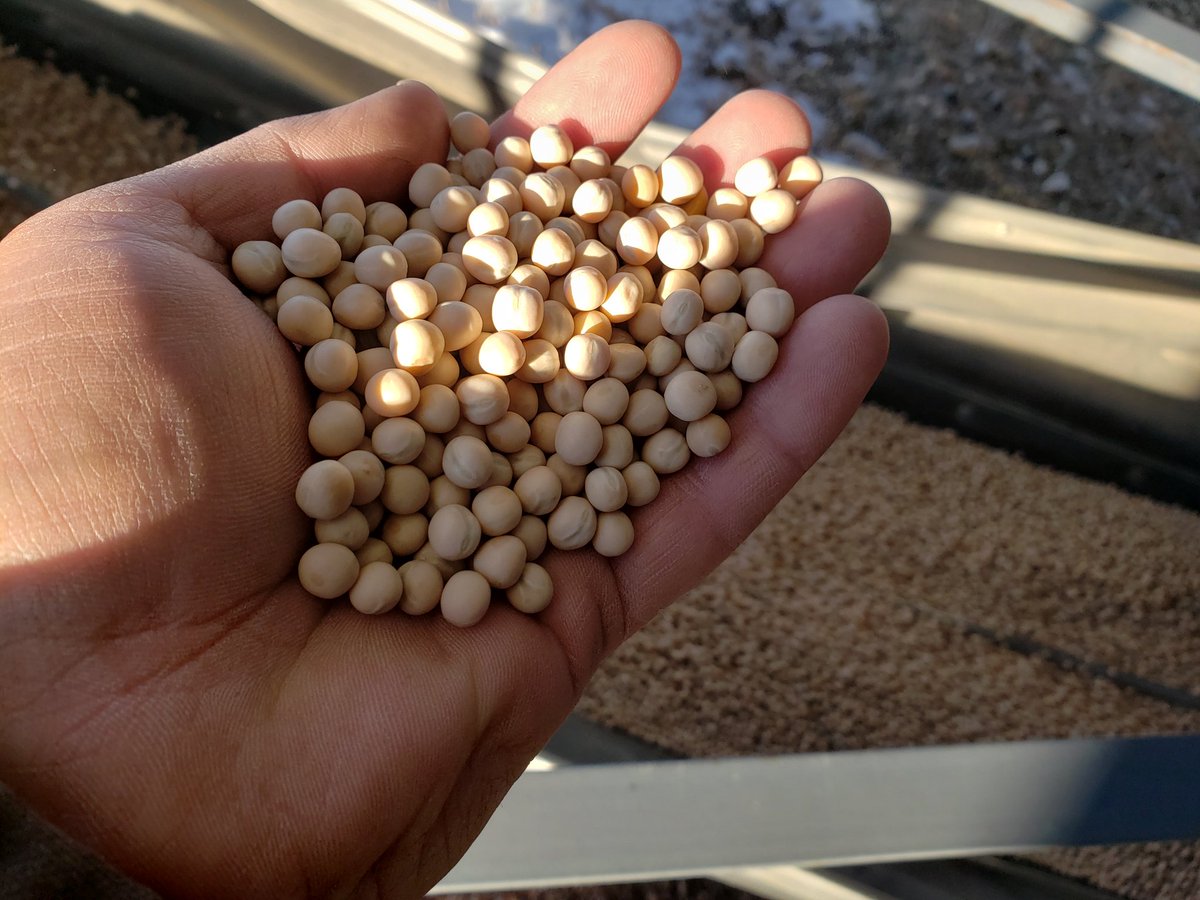 craswellseeds's tweet photo. First couple loads of certified #AACChrome yellow peas going out today. Still lots of interest in this high yielding variety. @FPGenetics @CordonGeisam https://t.co/hbanGdGMUQ