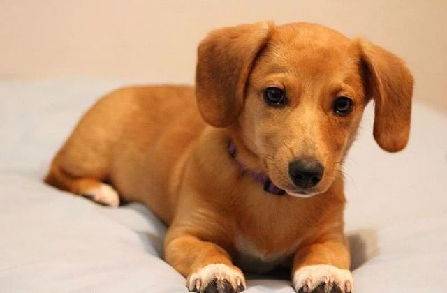 А вот это навыдуманное названиеКорги + такса = доргиТакой был у Елизаветы