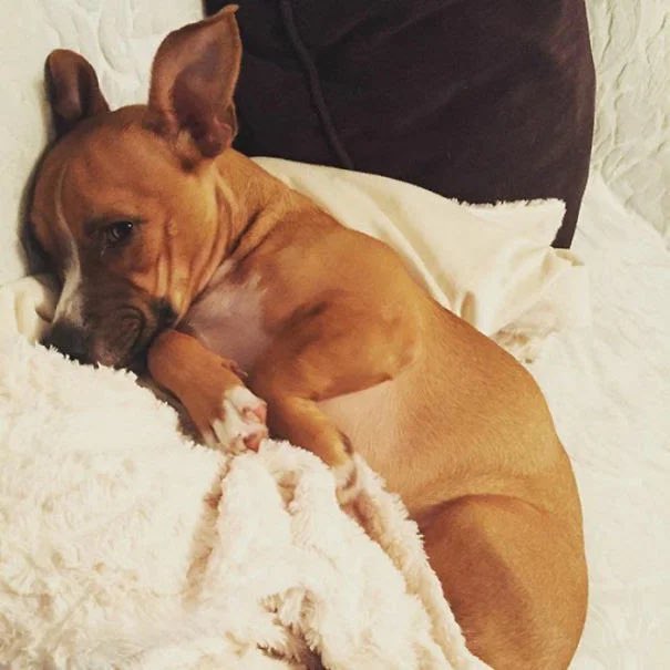 Корги + боксёр = коргиксер.