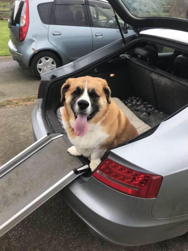 Сенбернар + корги = сербекорги