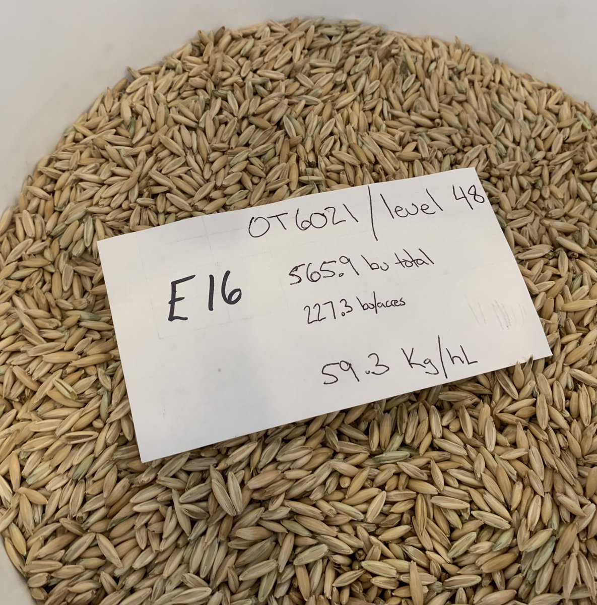 ORe Level48 Breeder Seed sample. Looks pretty good! Less than 2% clean out with hand sieve over a 6/64 slot. #plumpandheavy