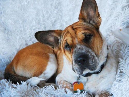 Шарпей + корги = коргипей