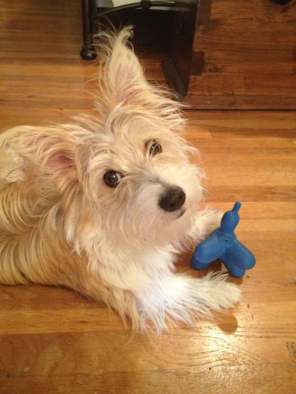 Кортезе (мальтийская болонка и корги)