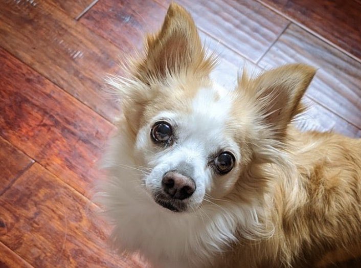 Корийон - папийон и корги