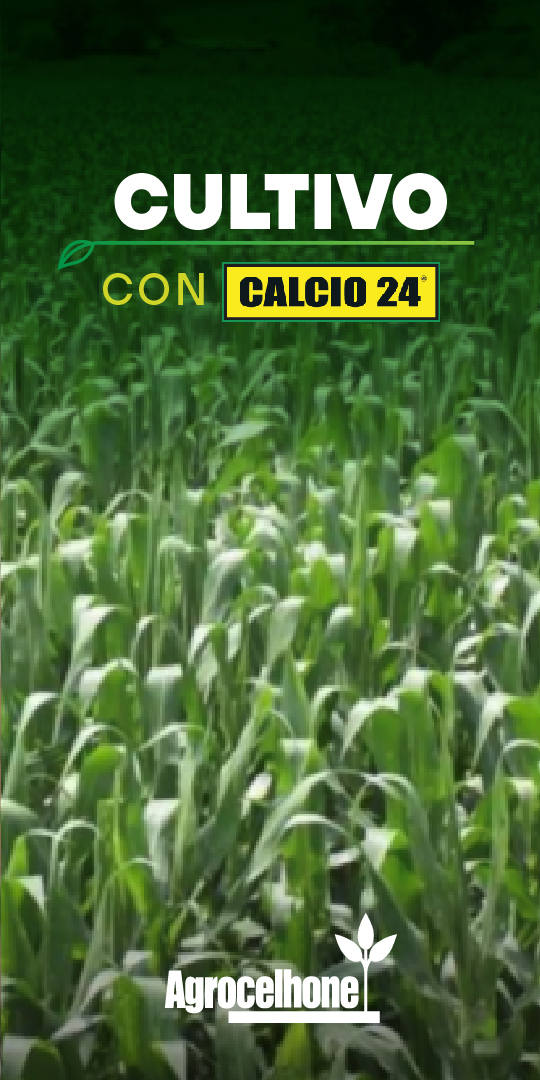 ¿Maíz con problemas de crecimiento? Corrige la acidez del suelo y otras amenazas previo a la siembra con #Calcio24 🌽📈  

Para más información visita ecuacelhone.com 

#AgrocehonedelEcuador