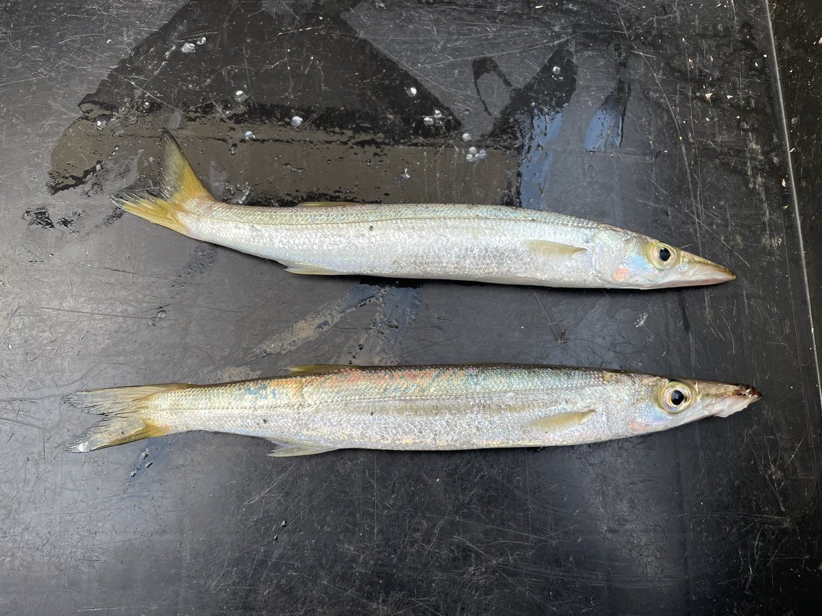 Costafishingservice 釣果情報 アジングでカマスゲット 朝だけアジングでカマスを狙ってきました 詳しい場所やワームなど 店頭で聞いてください アジング カマス アジ ジグヘッド ワーム Tict Daiwa Sunline Shimano Abugarcia 釣果 外