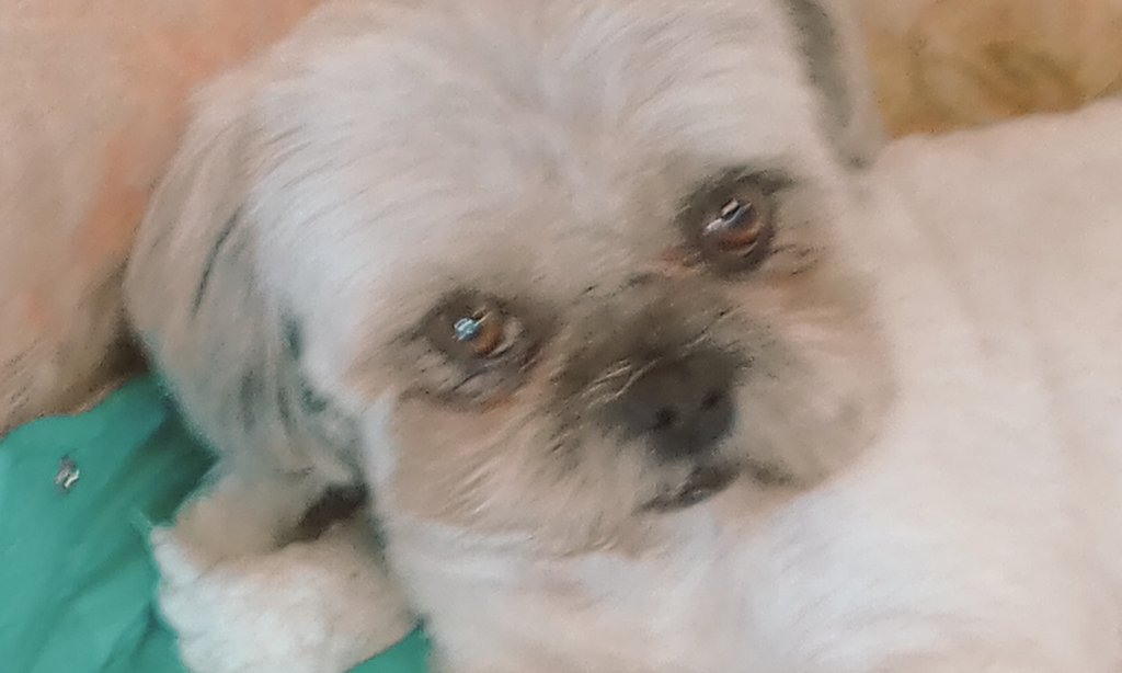 werner_welge1's tweet photo. .Se cansó de Twittear, y está triste. #EstefaniaRacista #BSASTRAP #bringbackmanlymen #AlertaInterjet #Dolere #ElEnsueno #AquariumManT1 #9YearsOf5SOS #BabalarveEvlatları #2020Wrapped #AlasRotas #GenYEp4 #7YearsWithTaeyong #FANDOMHPONOMEGLE https://t.co/63o3CEQBRN