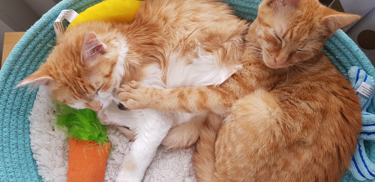 melanie_duault's tweet photo. Help me reunite with my cats stuck in Mexico! 😺😺https://t.co/nfjAXeg703 https://t.co/vLp7drlgiB