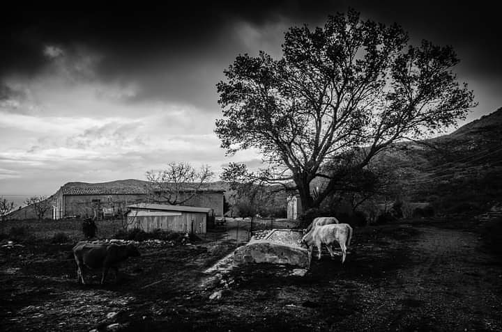 SalvatoreDiVen1's tweet photo. @bnw1987 #bn #bwinanotherlife #Monochrome #bwn #blackandwhite #BlackFriday #white #FOTO #fotografia #nikon #nikonphotography #photooftheday #travel #nature #Google #sicilia #sicily #เนเธเธฅเธทเธญเธงเธฑเธเนเธเนเธญ #เธฃเธฑเธเธเธฐเธเธฃเธฑเธเธเธเธเธเธ #aot135spoilers #veronicainside https://t.co/8MvaAGSxmG