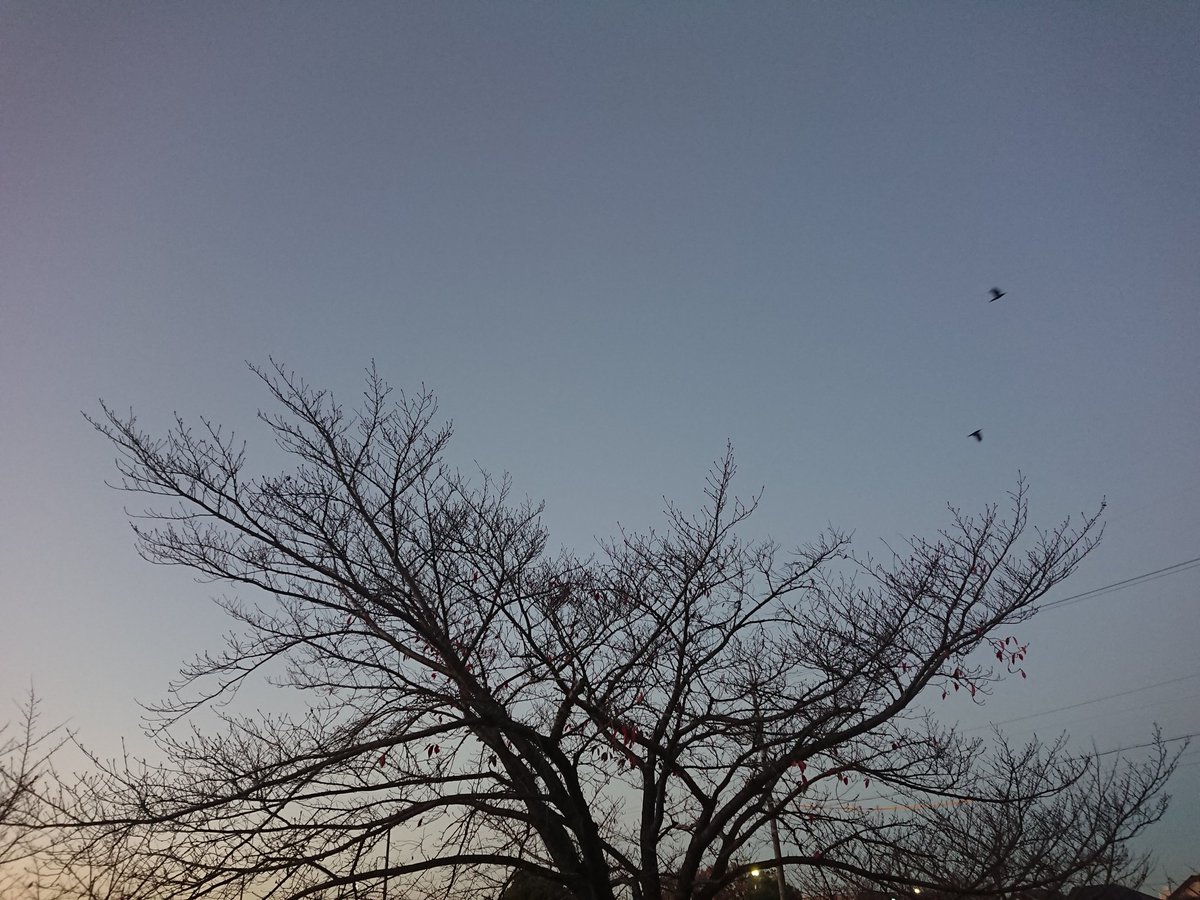 ckck_sg's tweet photo. おはようございます https://t.co/lADlCV2N2x