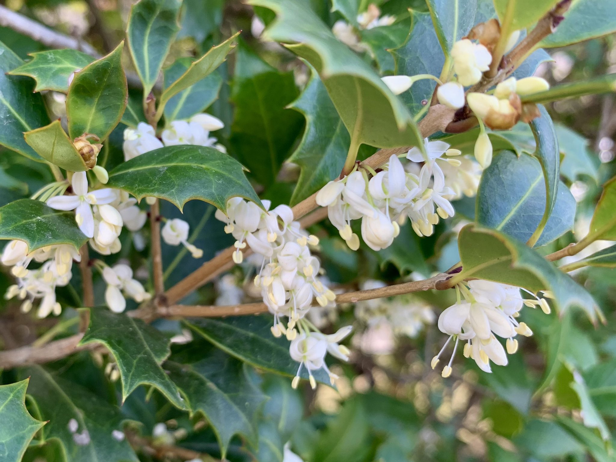 ট ইট র Cloudsailor 星羅の一日一花 ヒイラギ 柊木 疼木 の花 葉腋に白色の小花を密生させる 芳香あり 鬼門にヒイラギ 裏鬼門にナンテン 南天 を植える風習もある モクセイ科モクセイ属 関東以西から四国 九州 沖縄 台湾 ট ইট র Cloudsailor 星羅の一日一花 ヒイラギ 柊木 疼木 の花 葉腋に白色の小花を密生させる 芳香あり 鬼門にヒイラギ 裏鬼門にナンテン 南天 を植える風習もある モクセイ科モクセイ属 関東以西から四国 九州 沖縄 台湾