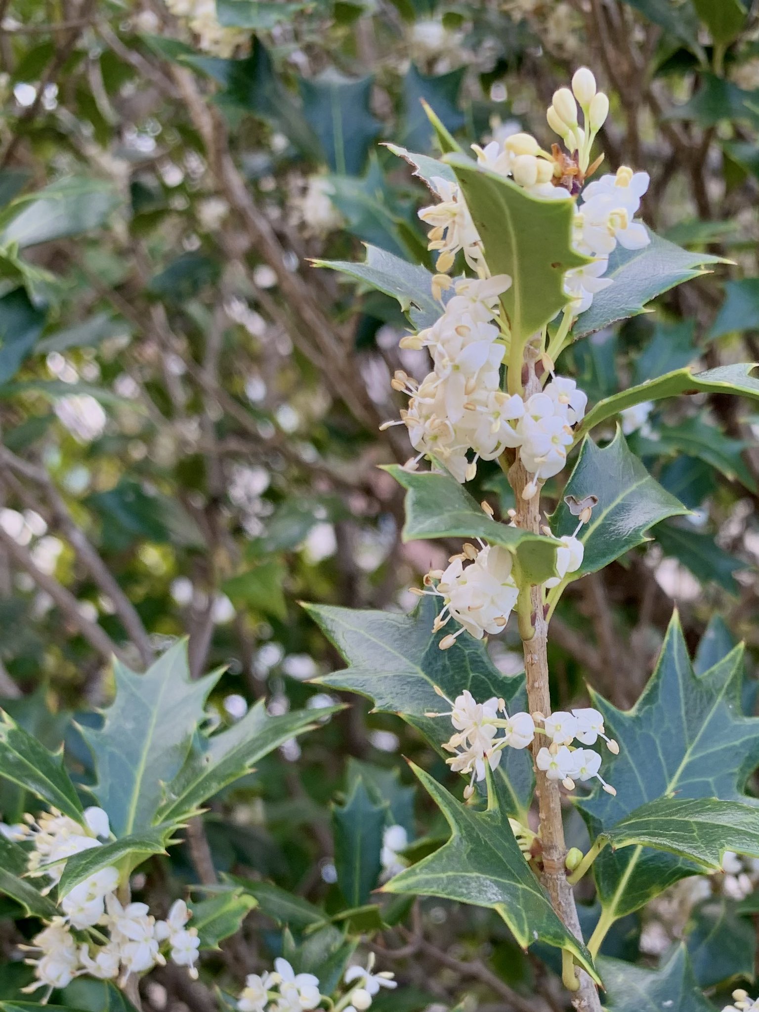 Cloudsailor 星羅の一日一花 ヒイラギ 柊木 疼木 の花 葉腋に白色の小花を密生させる 芳香あり 鬼門にヒイラギ 裏鬼門にナンテン 南天 を植える風習もある モクセイ科モクセイ属 関東以西から四国 九州 沖縄 台湾に分布 Holly Osmanthus