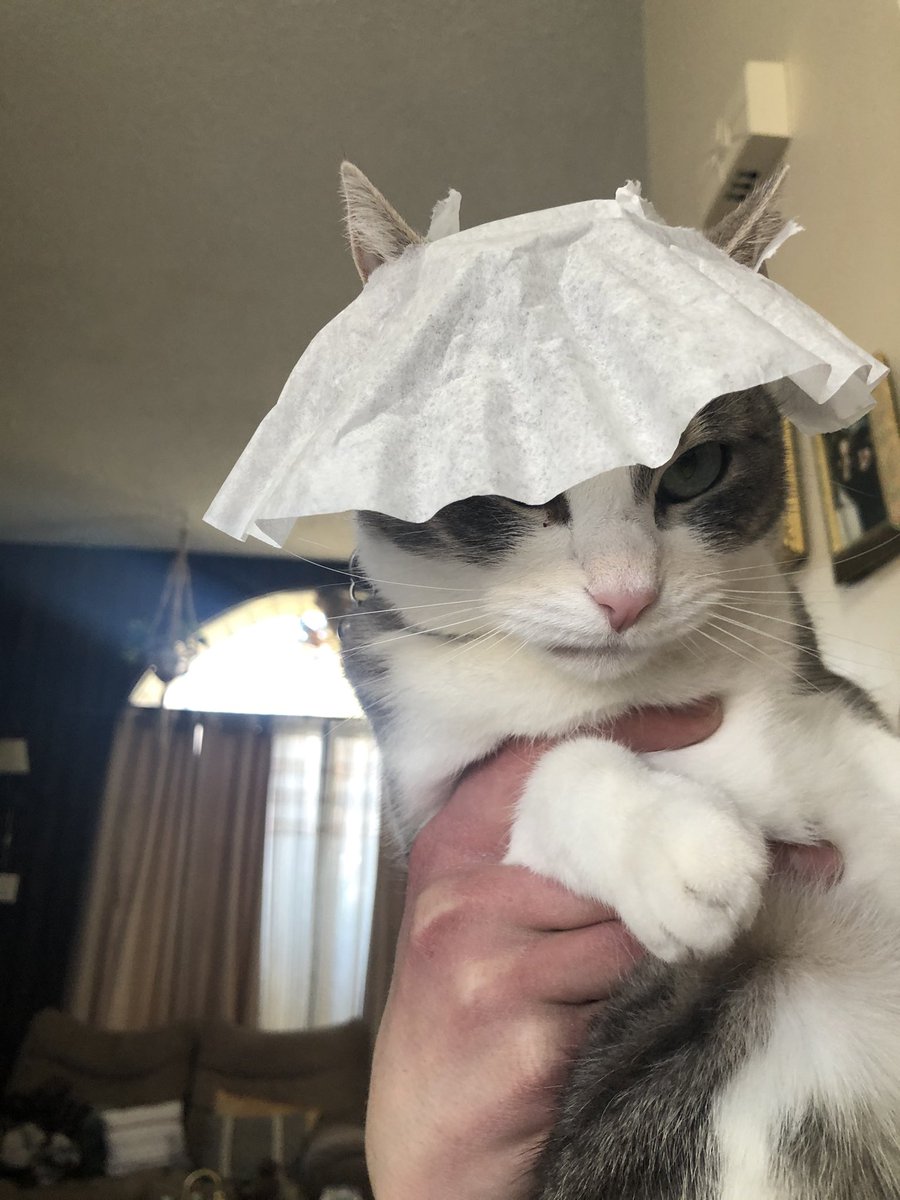 shawsta34's tweet photo. Got an extra coffee filter? Give it to your cat as hat. Theyll hate it absolutely #catinahat https://t.co/eckDDtZu6F