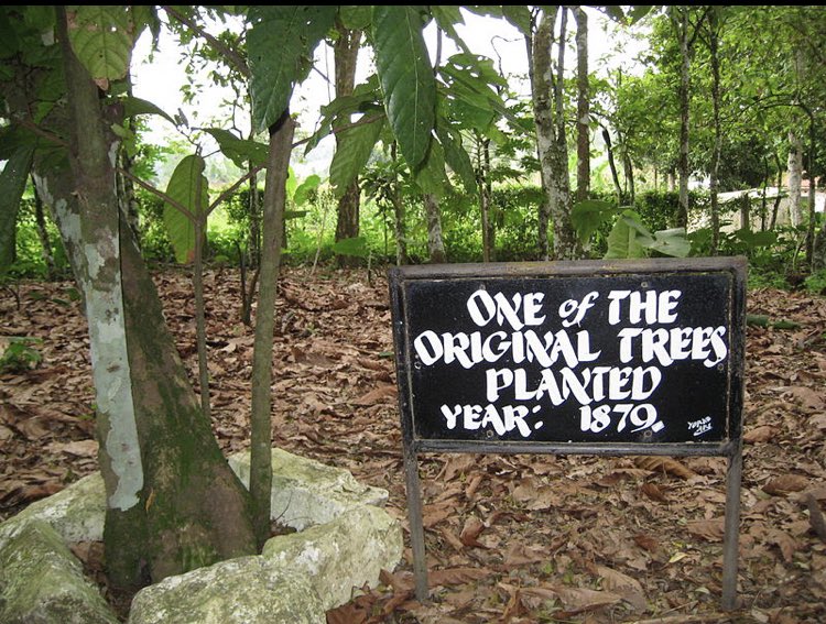 Think about that for a second. Farming wasn’t his side hustle. It was his hobby. (His dad was a farmer so that’s probably where he got his green thumb)It is believed the cocoa pods or beans (depending on what you believe) were actually given to his friends as gifts: Google