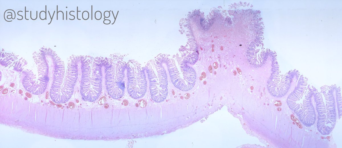 Histology Student tweet media