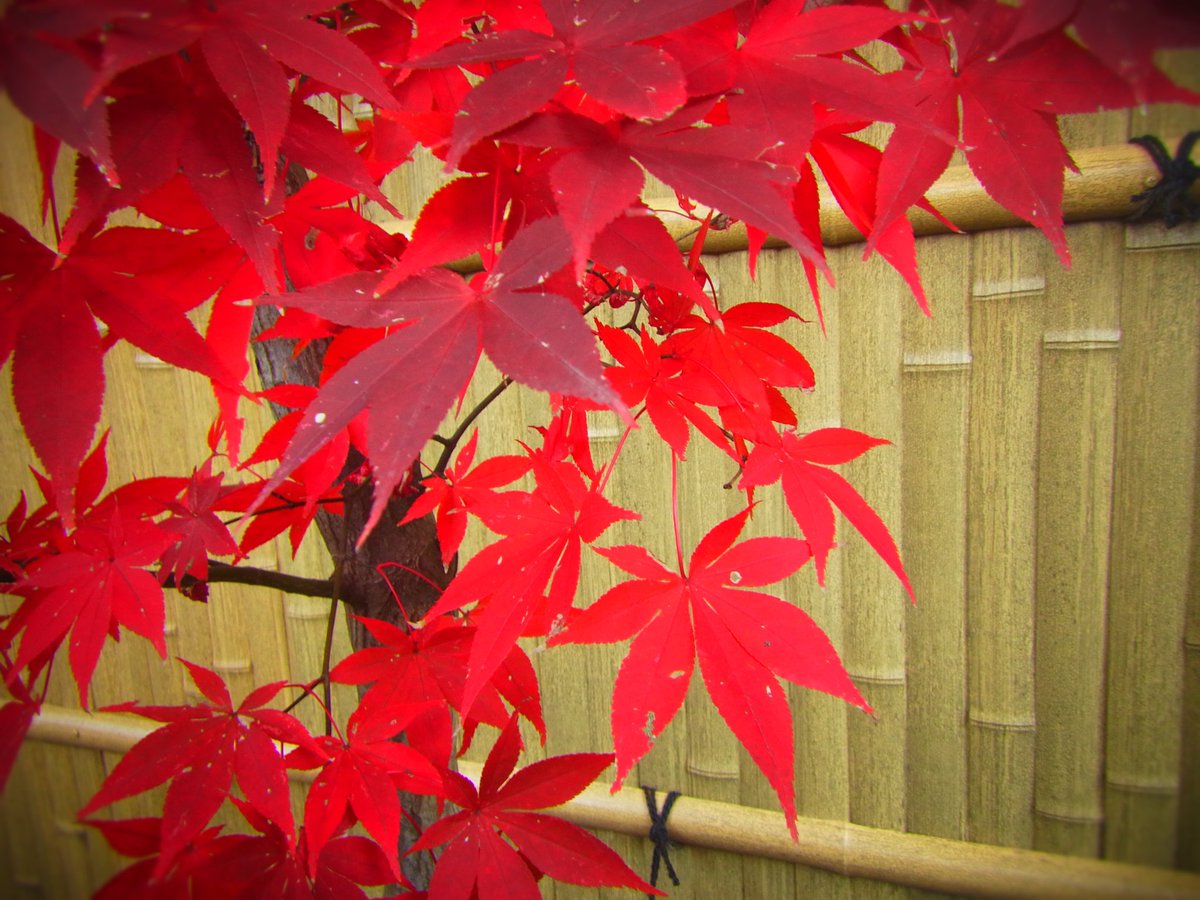 季節の植物写真シリーズ(時期は大体なんだけど)
紅葉タイム🍁して、さてホントに寝なきゃ💦
でも好きな事、書けて…少し気が晴れた😢
地獄の土日突入😞
#写真 #photography #ファインダー越しの私の世界 #キリトリセカイ #写真で伝えたい私の世界 #photo #flower #nature #秋 #写真垢ではないです https://t.co/1E8yjoOQ8B