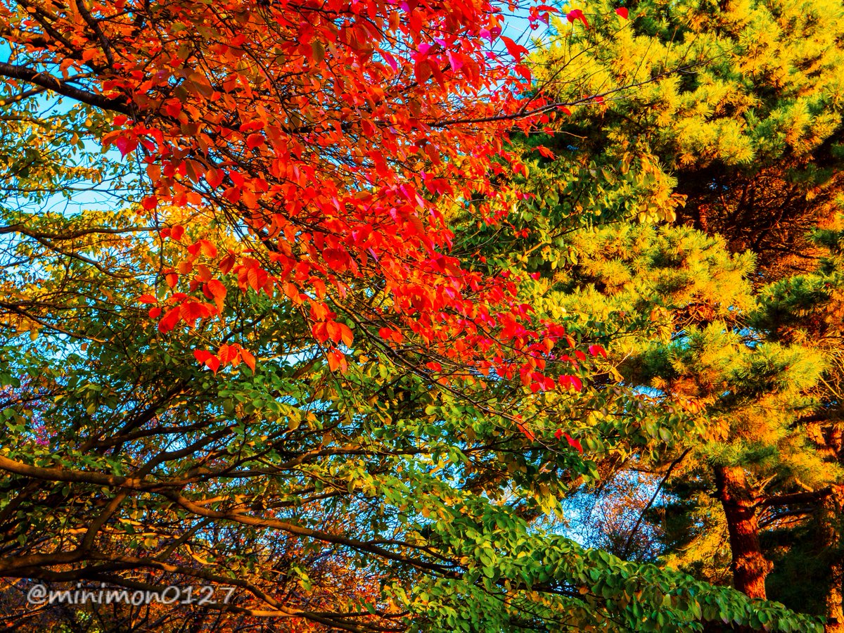 おはようございます。
#和光樹林公園
#ファインダー越しの私の世界
#キリトリセカイ
#photography
#OLYMPUS #m43 #MFT
OM-D E-M5 MkII
LUMIX G X VARIO 12-35mm/F2.8 II https://t.co/wVckrGvIX8