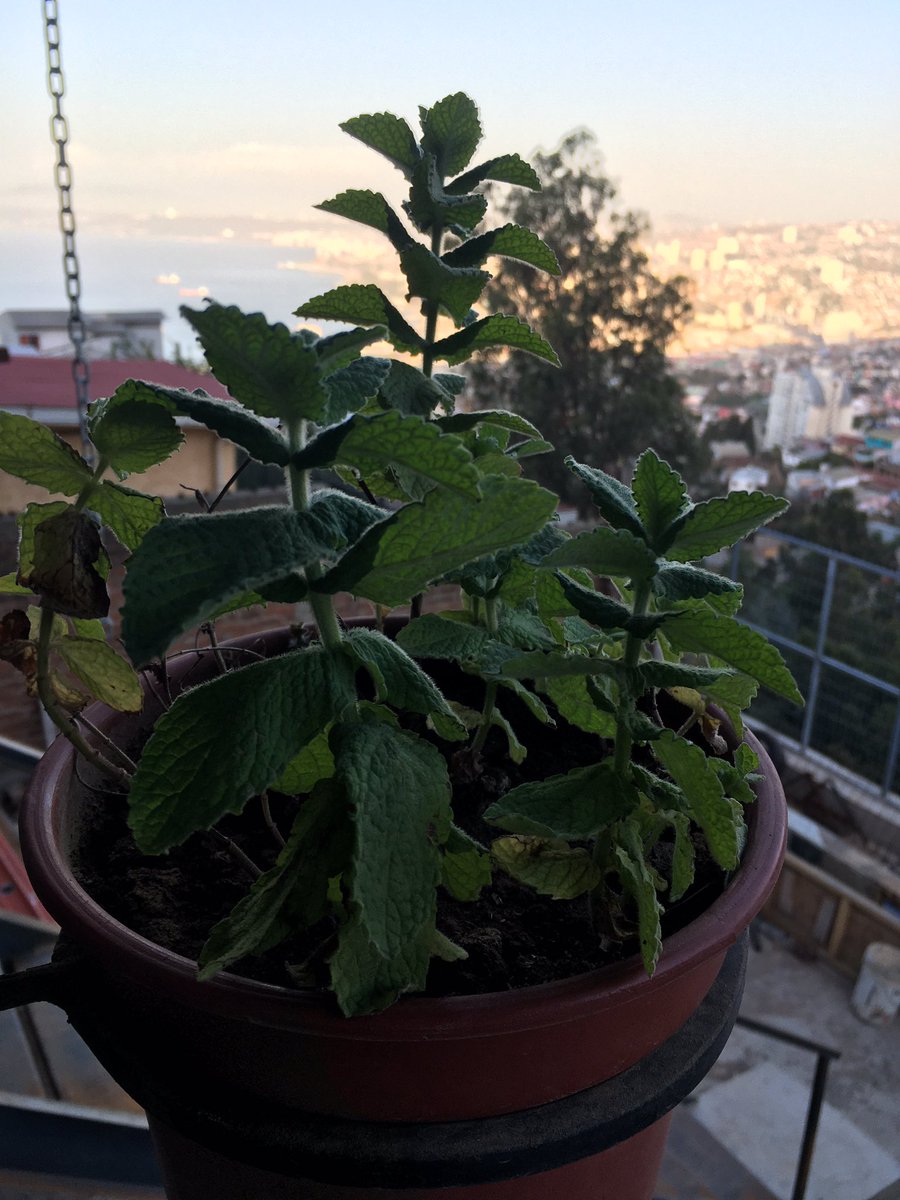 Cristian Figueroa Acevedo tweet media