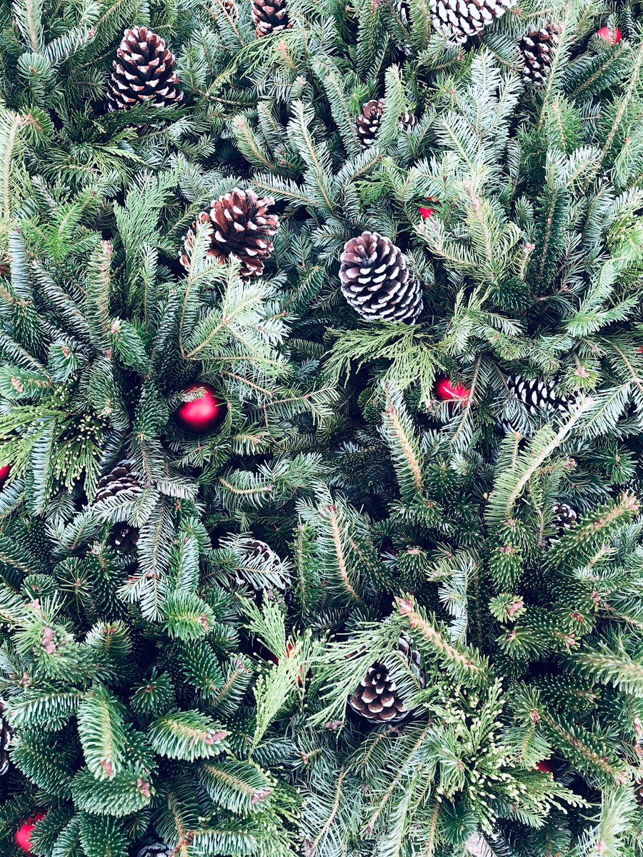 815Plant's tweet photo. #Lowes in #Millsboro #Delaware is stocked up on fresh greenery and mini #Christmas trees! These are perfect for ‘spruce’-ing up your porch or home! @PlantPartners @Judy78866684 @plantlady658 @LBishPlants @JoeMcFarland_ @BoltzBill https://t.co/63EEbtHTaE