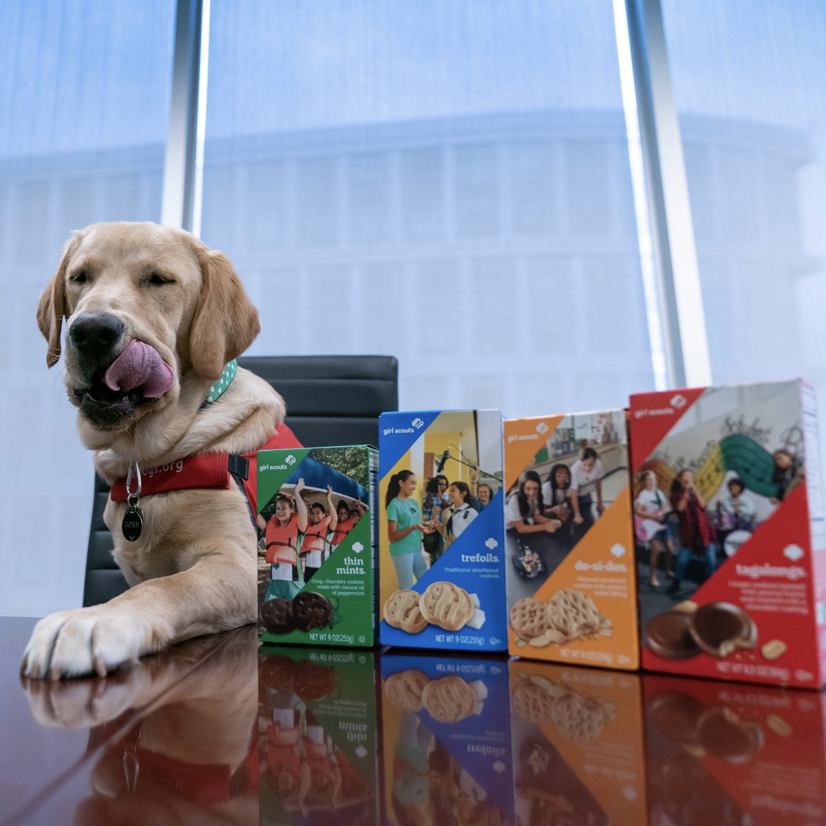 CapsPup's tweet photo. my face says itt allllllll ! #NationalCookieDay https://t.co/Mp6xKDYtmS