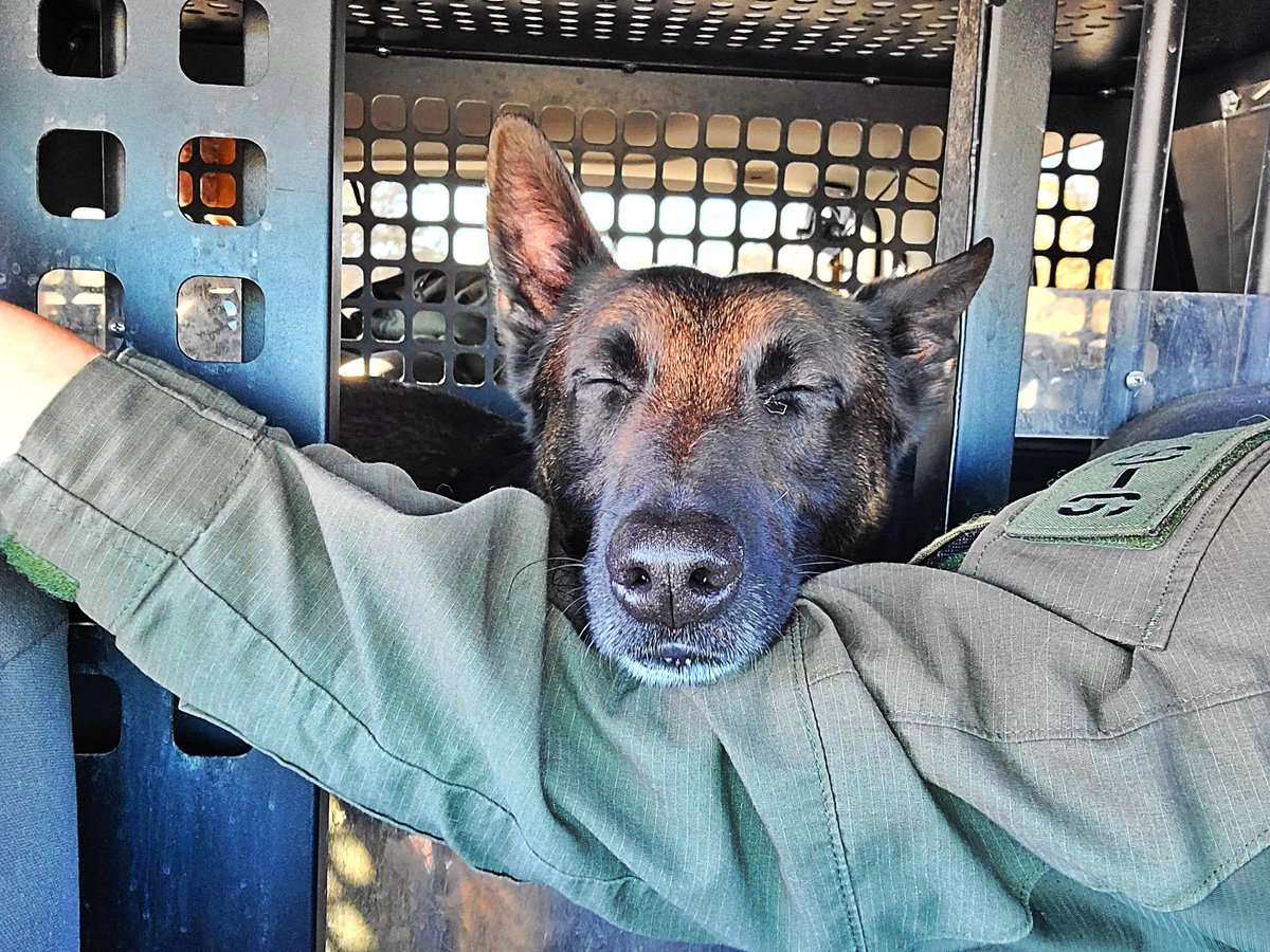 Ever had one of those mornings....
#Notamorningperson #needanap #Naptime #K9