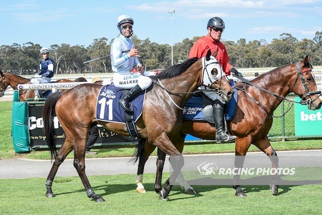 Cloud9Tbreds's tweet photo. π¨πRUNNER ALERTππ¨
Stable warhorse #RedAlto contests the @PakenhamRacing @sportsbetcomau #Cup today..
All the best to connections!
#raceday #horseracing #cloud9 #thoroughbred #cupday https://t.co/tVlMSkJPah