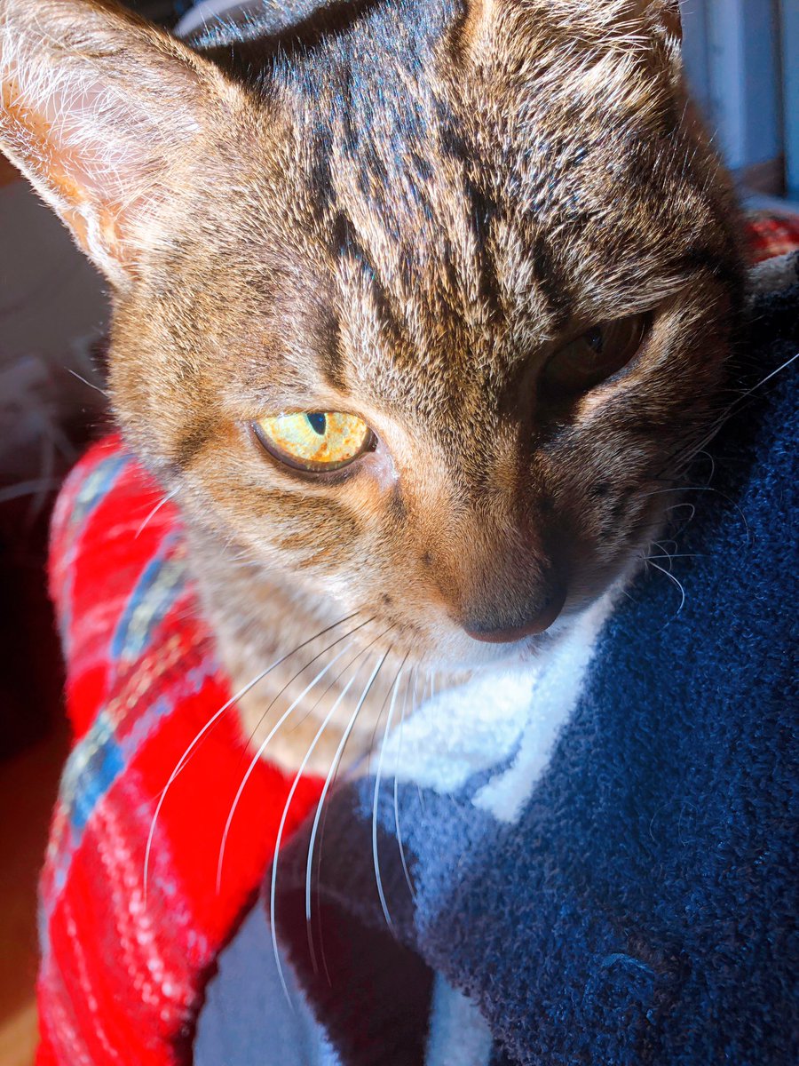 晴れた週末の朝 膝の上に喉を鳴らす猫 この世のすべて ましろ Piqel Piqerm ピケルピケルム のイラスト 晴れた週末の朝 膝の上に喉を鳴らす猫 この世のすべて ましろ Piqel Piqerm ピケルピケルム のイラスト