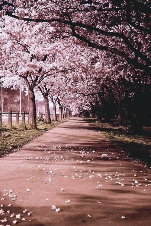 Val86159697's tweet photo. yo soy la única que se imagina los árboles del boulevard de los sueños rotos así? #Boulevard #LukeHowland https://t.co/PvhHYrSyBh
