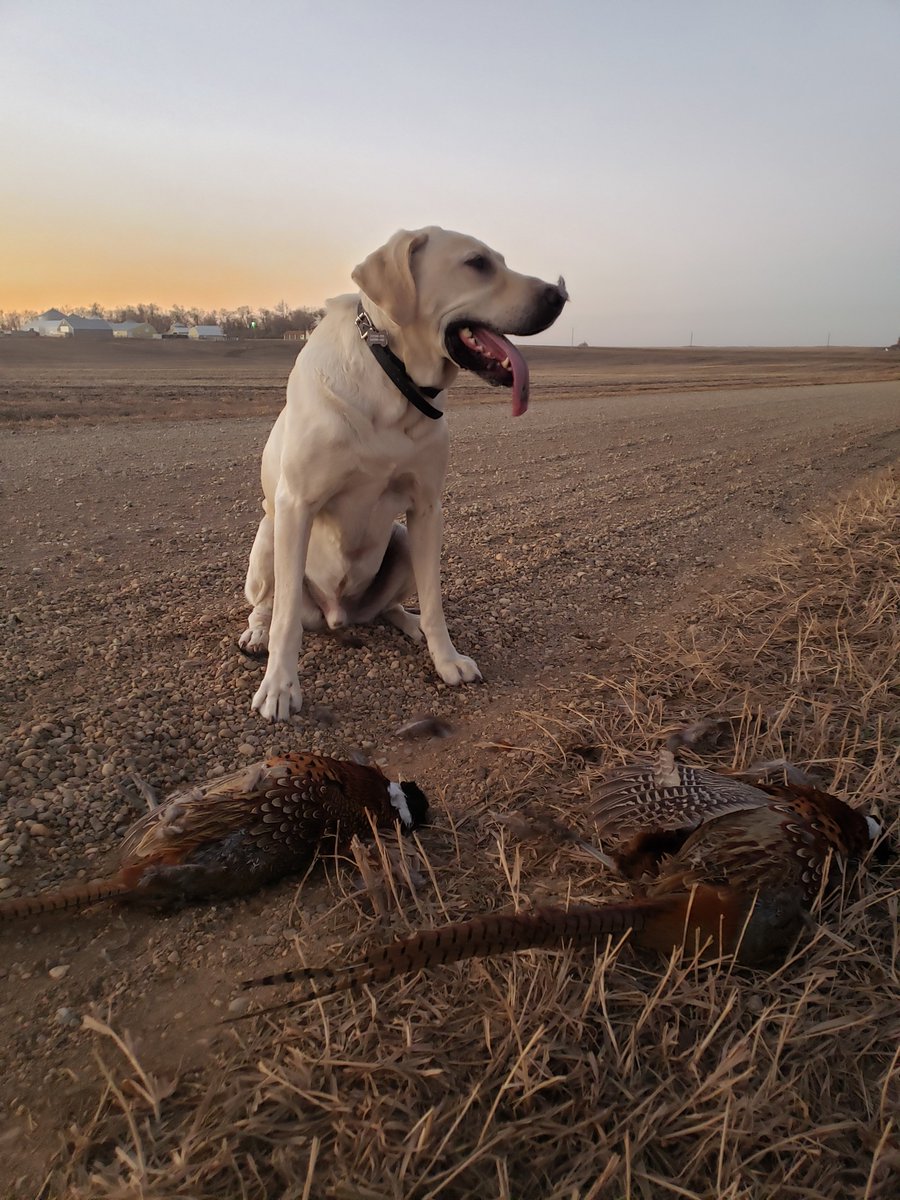 TannerBruse's tweet photo. Great 45 minute journey on a Walk In Access. Private lands voluntary conservation + @NRCS_MN VPA-HIP  + @mndnr public access = happy 🐕 

1 shot two birds.
#dogcaughtone #imnotthatgood #prouddogowner @pheasants4ever https://t.co/sTnrDV9165
