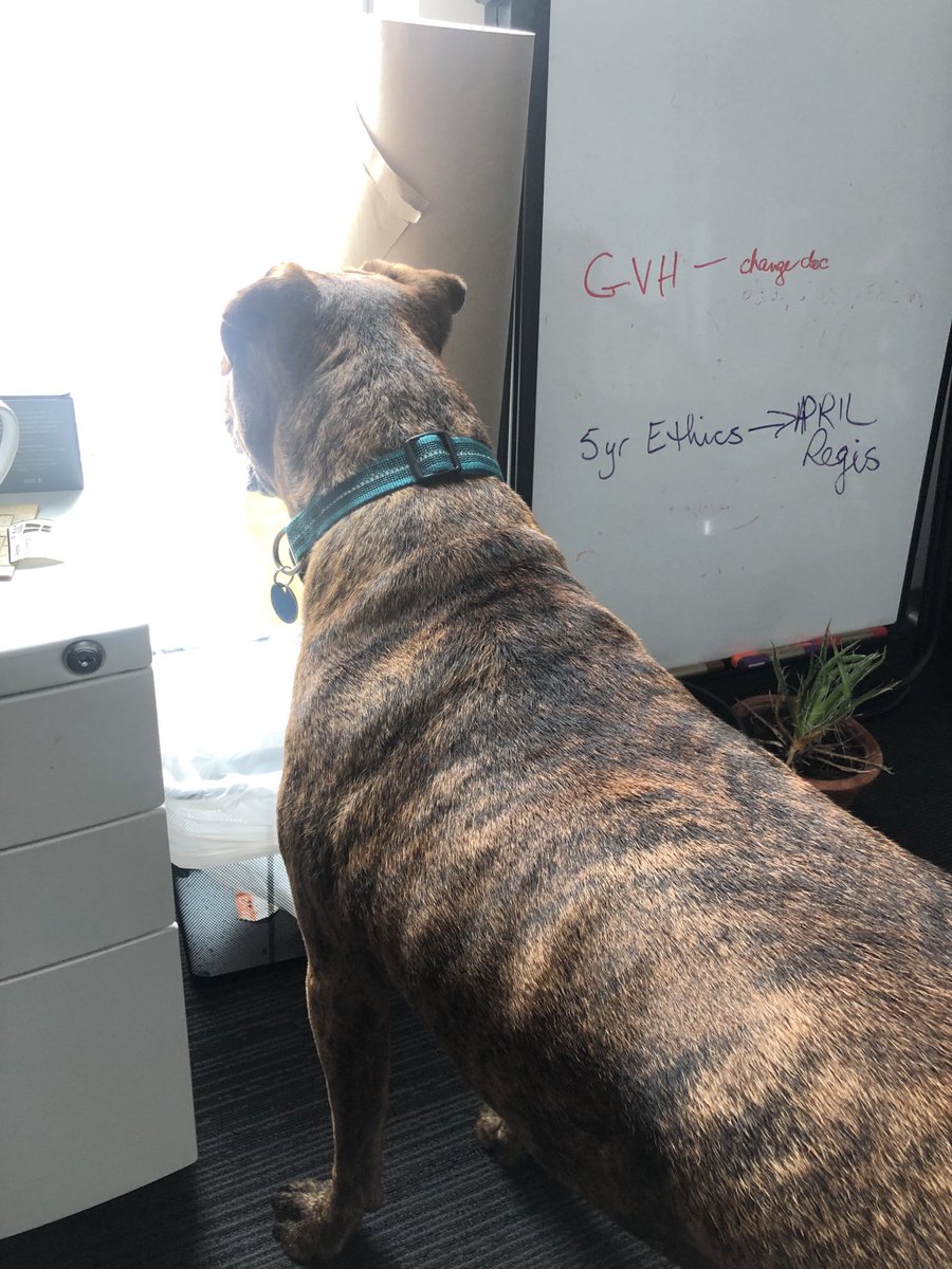 hagsie's tweet photo. I’ve just joined HKU JCICC Symposium ‘How to prevent lost in transition: the way forward to optimize cancer survivorship care’ it’s a bit lonely doing an international conference alone so I brought my #coworker with me. @UsydPsych #USydDogs #cansurv https://t.co/i3QQRXykZc