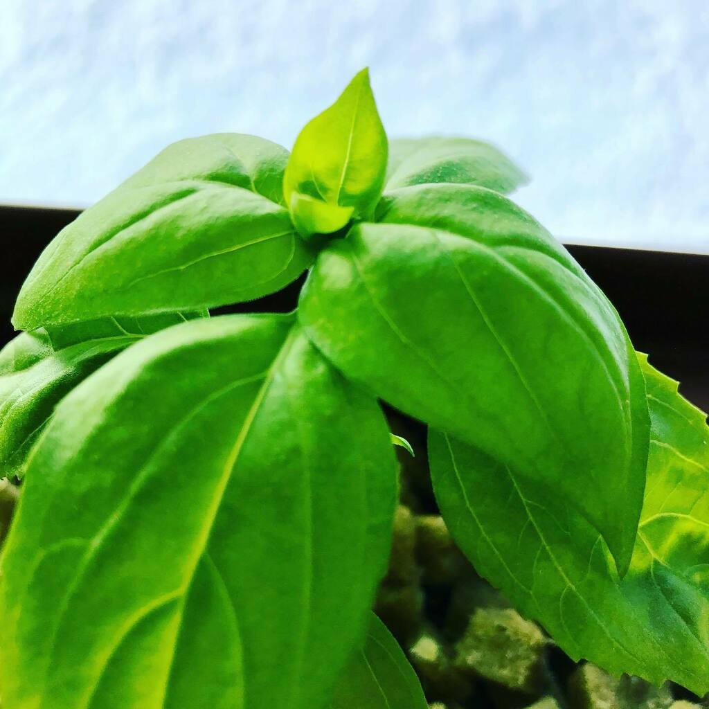 まる】バジル花穂 まる】バジル花穂 バジル スイート 苗 販売 苗木部