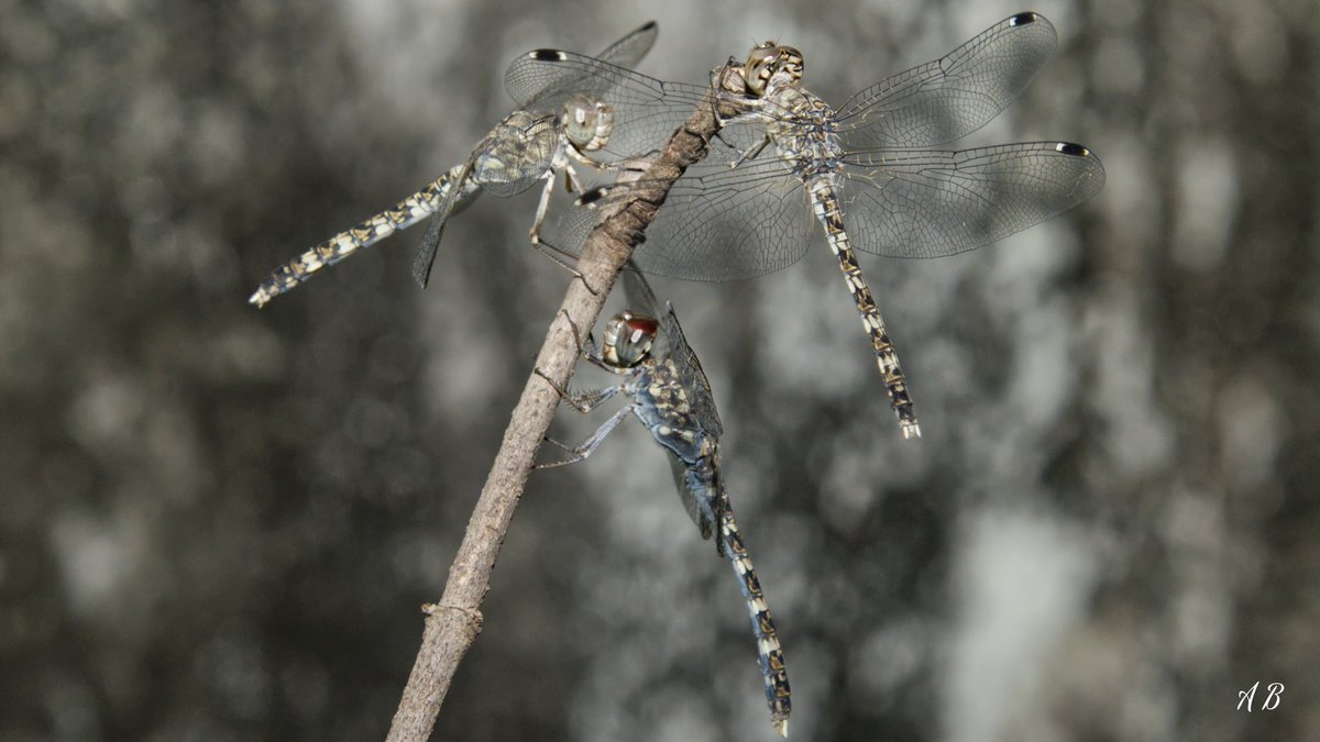 TheWildinMe's tweet photo. One is lonely, two is company, three is a crowd...
Every evening these Granite Ghost Dragonflies congregate at this very spot to spend the night together. If not together, they often stay close to one another.
#IndiAves #IndiWild
#NaturePhotography #dragonfly https://t.co/dAJtGjDi92