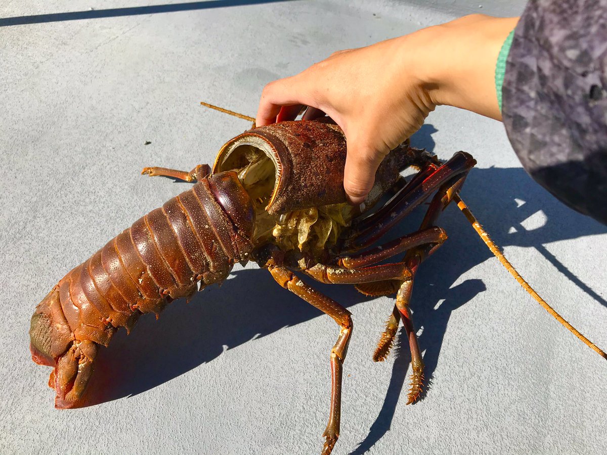 海女のリッチャン サザエ漁に行ったはずなのに伊勢海老 脱皮後の殻 をいそいそと持って帰ってきた私は海女としてはナシだけど夏休みの少年の心としてはアリ