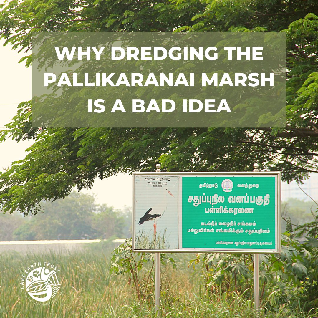 SeethaGK's tweet photo. If you were wondering why dredging, de-watering or disturbing the #Pallikaranai marsh in #Chennai is a bad idea, give this post from @careearthtrust a read https://t.co/qyJsHNnUg9 #SavePallikaranaiMarsh https://t.co/brWZhqvAY5